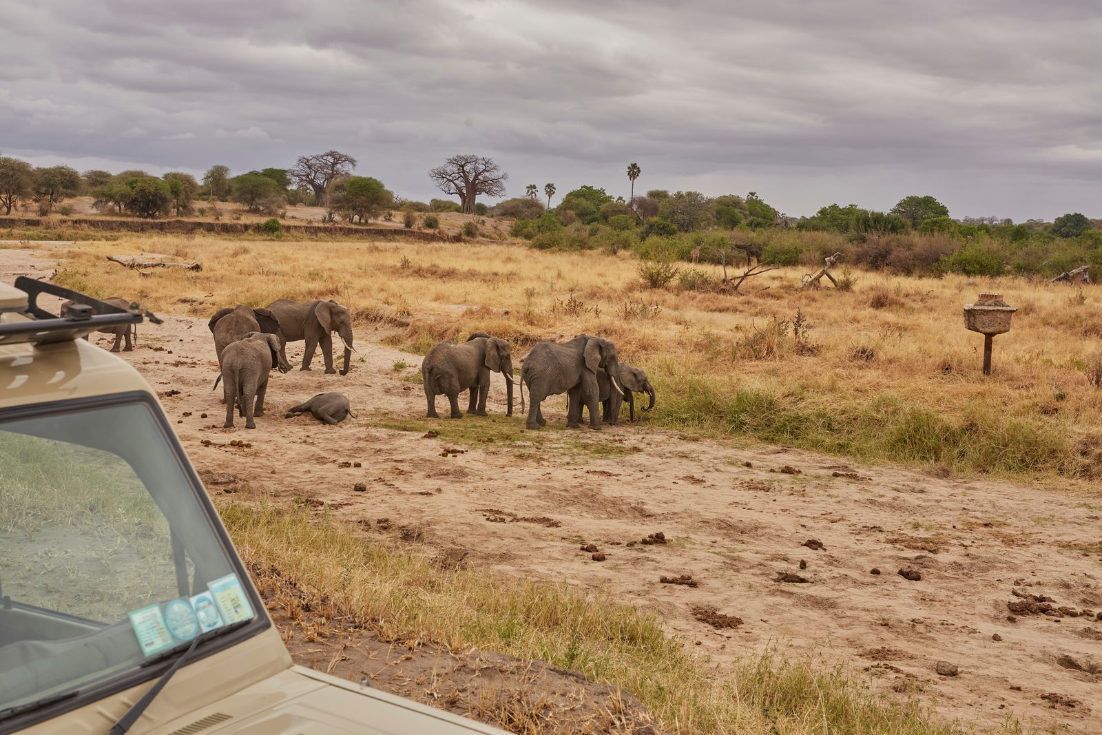 Wildlife Monitoring